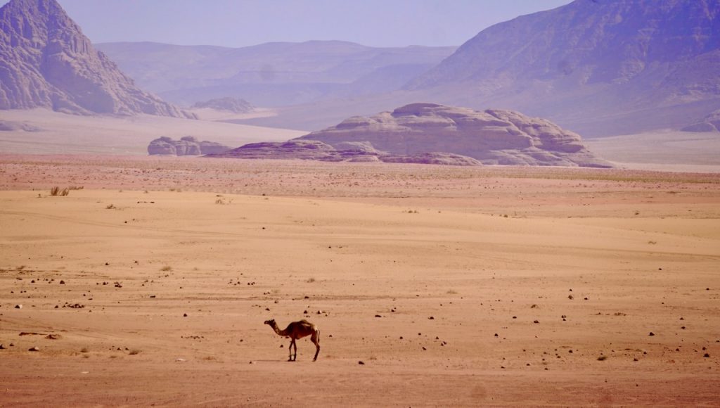 “Hobbled” by ropes